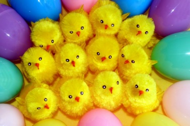 A dozen yellow chicks. A dozen yellow chicks.