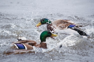 A water battle between two drakes. A water battle between two drakes.