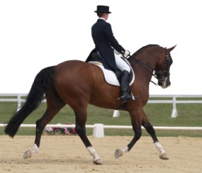 A horse in a dressage competition. A horse in a dressage competition.