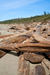 Driftwood on a beach. Driftwood on a beach.