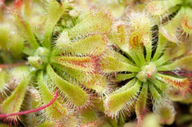 Drosera plants. Drosera plants.