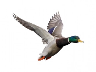 A Mallard duck in flight. A Mallard duck in flight.