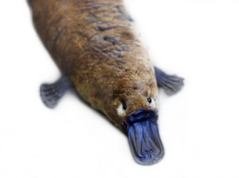 A duck-billed platypus. A duck-billed platypus.
