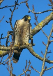 A peregrine falcon or duck hawk. A peregrine falcon or duck hawk.