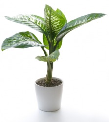 A dieffenbachia plant, also called a dumb cane or dumb-plant. A dieffenbachia plant, also called a dumb cane or dumb-plant.