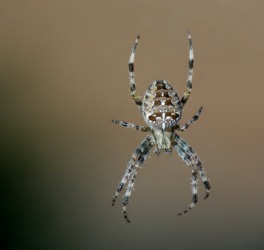 The spider is an example of an arachnid. The spider is an example of an arachnid.