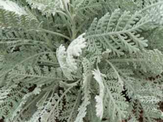A close up of the dusty miller plant. A close up of the dusty miller plant.