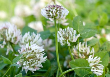 White clover is also called Dutch clover. White clover is also called Dutch clover.