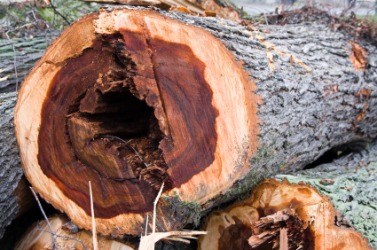 The inside of an elm stricken by Dutch elm disease. The inside of an elm stricken by Dutch elm disease.