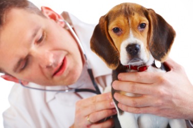 A puppy being checked by a Doctor of Veterinary Medicine. A puppy being checked by a Doctor of Veterinary Medicine.
