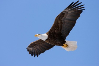 An eagle in flight. An eagle in flight.