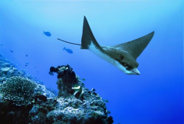An eagle ray. An eagle ray.