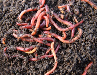 A pile of earthworms. A pile of earthworms.