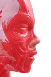 An écorché of the face. An écorché of the face.