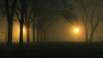 An eerie forest. An eerie forest.