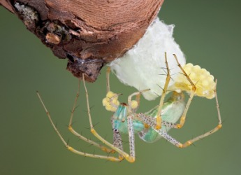 A spider creating an egg sac. A spider creating an egg sac.