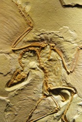The fossil of an Archaeopteryx. The fossil of an Archaeopteryx.