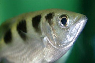 An archerfish. An archerfish.