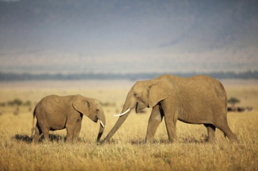 A mother elephant and her baby. A mother elephant and her baby.