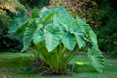 An elephant's-ear plant. An elephant's-ear plant.