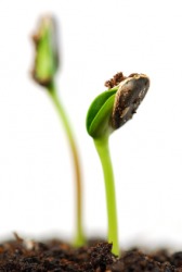 Emergent seedlings. Emergent seedlings.