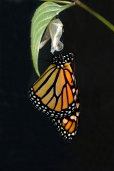 A butterfly emerging from its cocoon. A butterfly emerging from its cocoon.