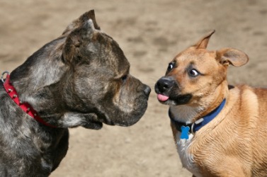 An encounter between two dogs. An encounter between two dogs.