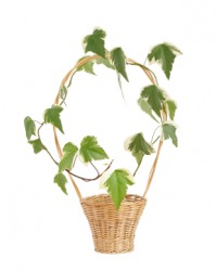 Ivy entwined along the handle of this basket. Ivy entwined along the handle of this basket.