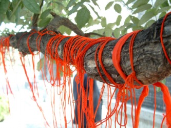 String enwinds a tree branch for good luck. String enwinds a tree branch for good luck.