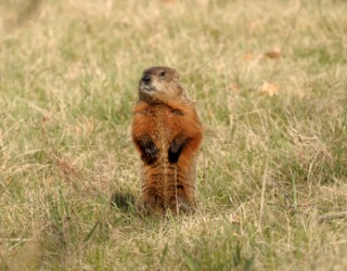 A groundhog standing erect. A groundhog standing erect.