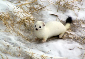 A white ermine. A white ermine.