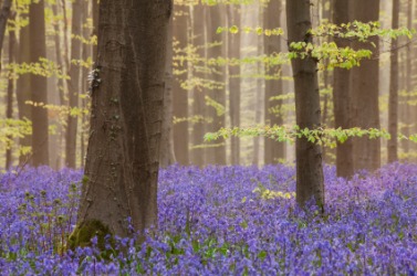 A forest scene with an ethereal feel. A forest scene with an ethereal feel.