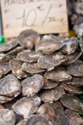 A pile of European oysters. A pile of European oysters.