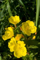 One example of an evening primrose. One example of an evening primrose.