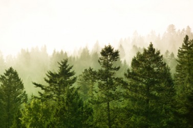 A forest of evergreens. A forest of evergreens.