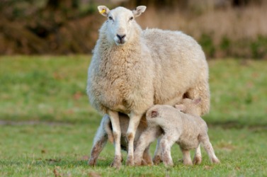 A ewe with her lambs. A ewe with her lambs.
