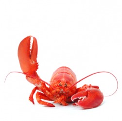 The lobster has an exoskeleton. The lobster has an exoskeleton.