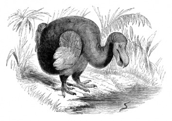 The dodo is an extinct species. The dodo is an extinct species.