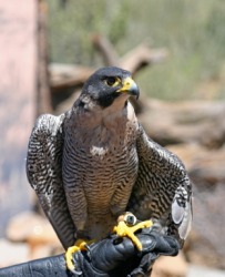 A falcon-gentle A falcon-gentle