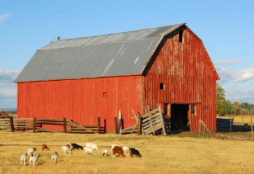 Goats in a farmyard. Goats in a farmyard.
