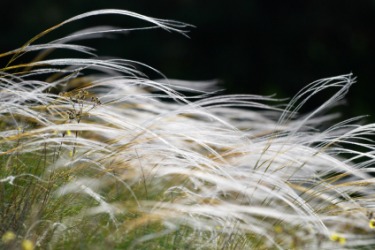 A field of feather grass. A field of feather grass.