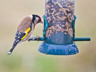 A bird eats from a feeder. A bird eats from a feeder.