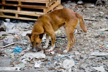 A feral dog. A feral dog.