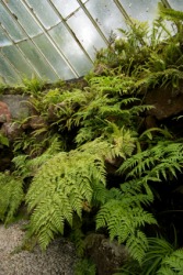 A Victorian fernery in Scotland. A Victorian fernery in Scotland.