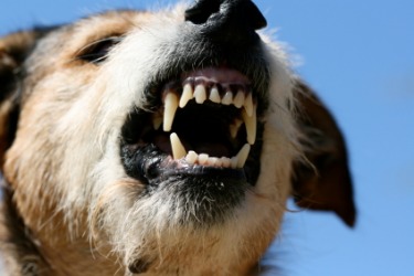 A ferocious dog. A ferocious dog.