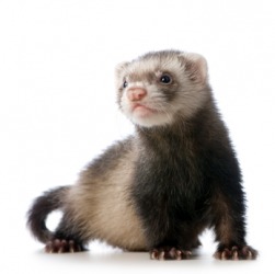 A young ferret. A young ferret.