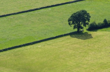 A single tree in a fertile field. A single tree in a fertile field.