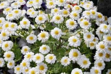 A cluster of feverfew flowers. A cluster of feverfew flowers.
