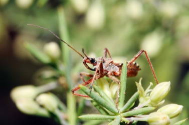 An assassin bug. An assassin bug.