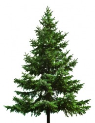 A fir tree. A fir tree.